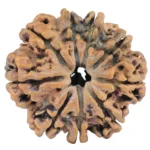 9 Mukhi Rudraksha 28.1mm 4.4gm - Rudraksha