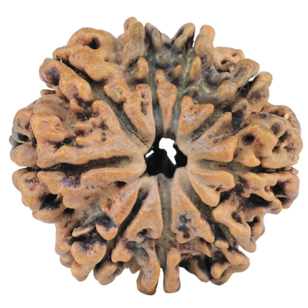 9 Mukhi Rudraksha 28.1mm 4.4gm - Rudraksha