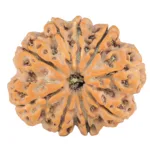 9 Mukhi Rudraksha 29.9mm 6.89gm - Rudraksha