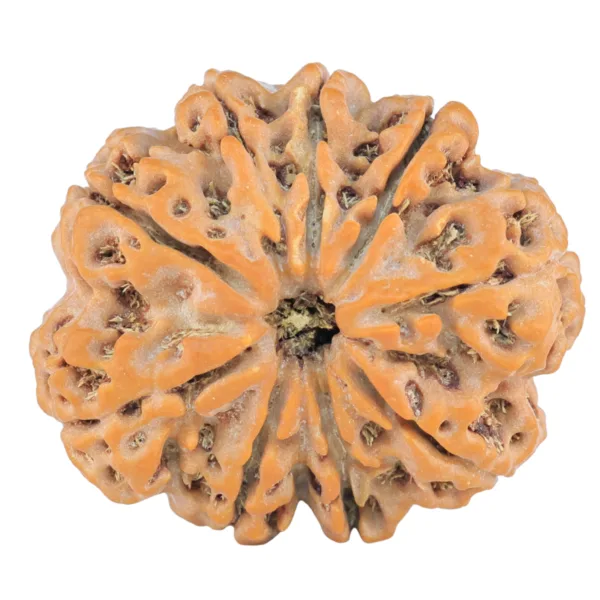 9 Mukhi Rudraksha 29.9mm 6.89gm - Rudraksha