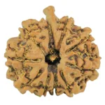 10 Mukhi Ganesh 26.5mm 4.75gm - Rudraksha