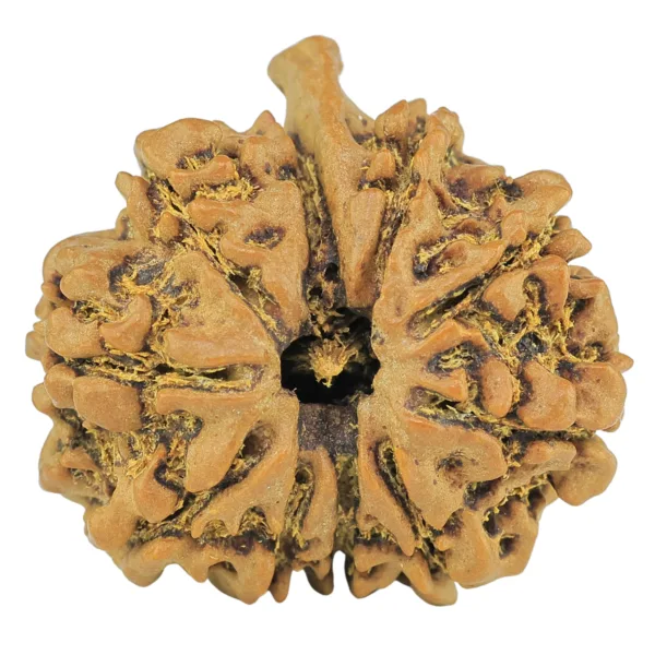 10 Mukhi Ganesh 26.5mm 4.75gm - Rudraksha