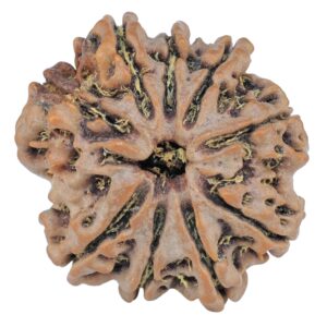 9 Mukhi Rudraksha 26mm 5gm - Rudraksha
