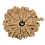 10 Mukhi Ganesh 23.9mm 3.84gm - Rudraksha