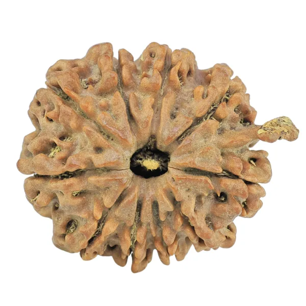 10 Mukhi Ganesh 23.9mm 3.84gm - Rudraksha