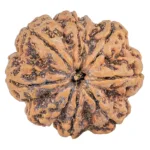 9 Mukhi Rudraksha 30.3mm 9.42gm - Rudraksha