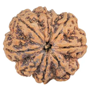 9 Mukhi Rudraksha 30.3mm 9.42gm - Rudraksha