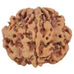 1MK(Underdeveloped) 22.4mm 3.89gm - Rudraksha