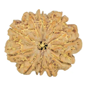 10 Mukhi Rudraksha 30.1mm 7.06gm - Rudraksha