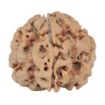 1MK(Underdeveloped) 23.9mm 4.59gm - Rudraksha
