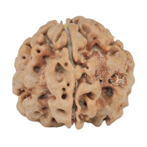 1MK(Underdeveloped) 23.9mm 4.59gm - Rudraksha