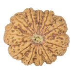 11 Mukhi Rudraksha 33.4mm 8.21gm - Rudraksha