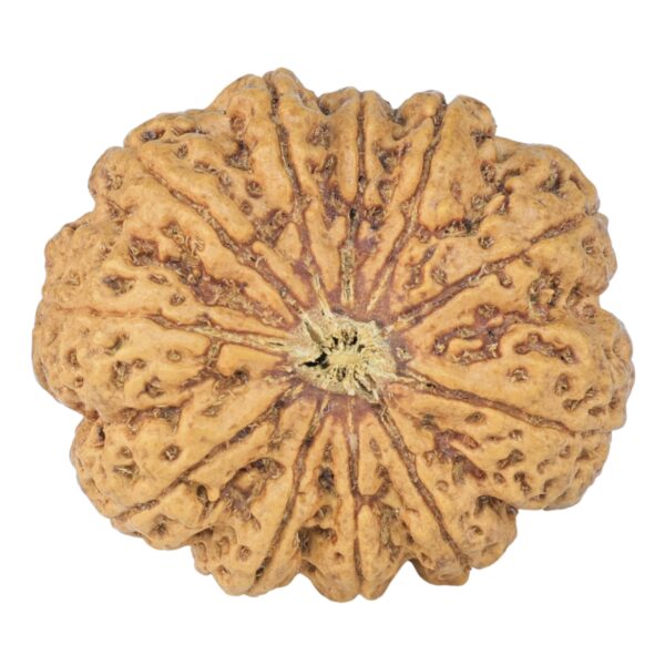11 Mukhi Rudraksha 33.4mm 8.21gm - Rudraksha