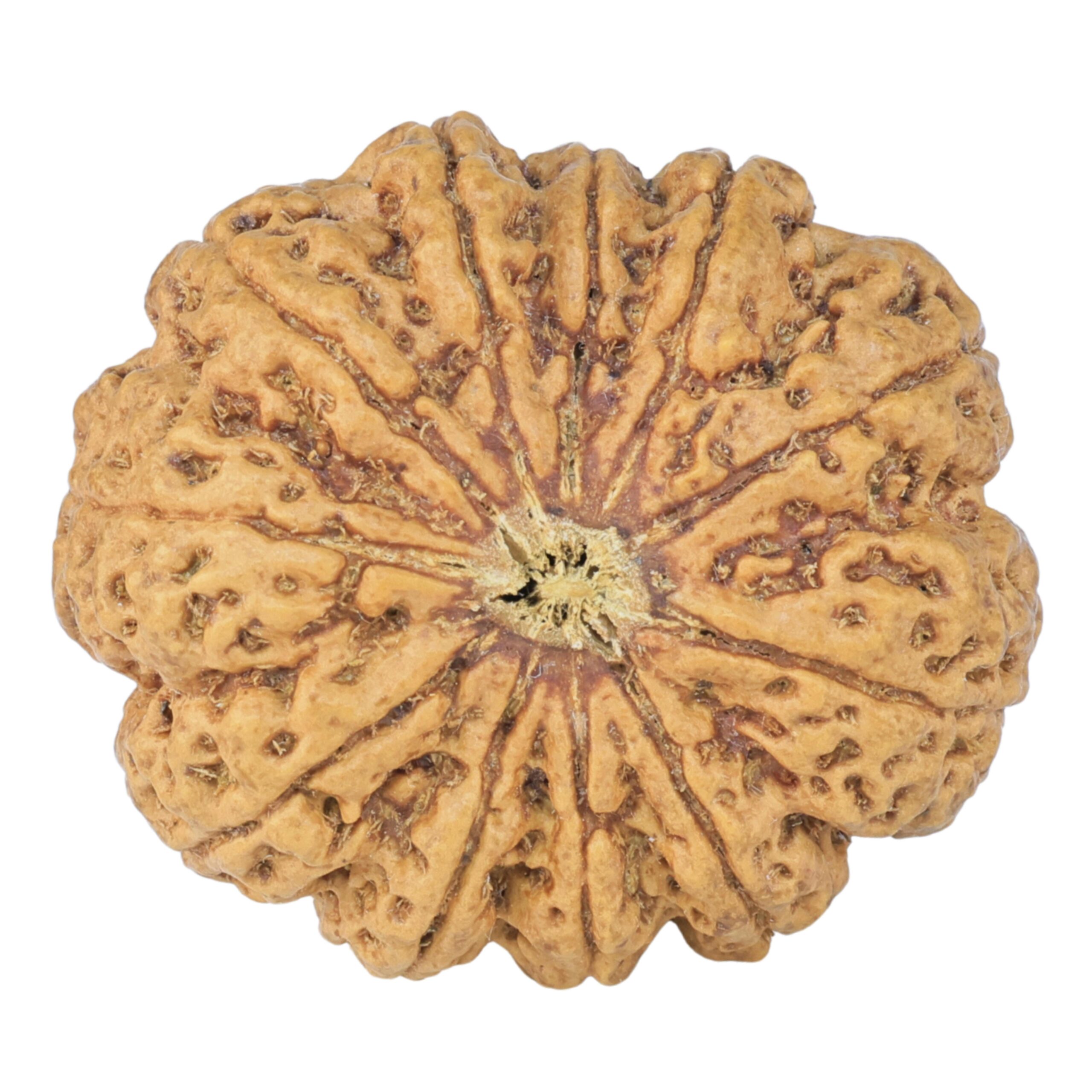 11 Mukhi Rudraksha 33.4mm 8.21gm - Rudraksha