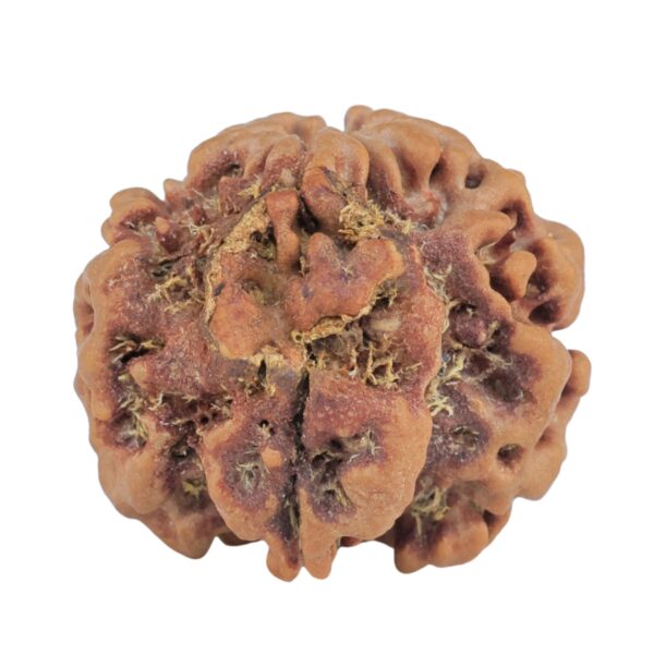 1MK(Underdeveloped) 22.5mm 3.93gm - Rudraksha