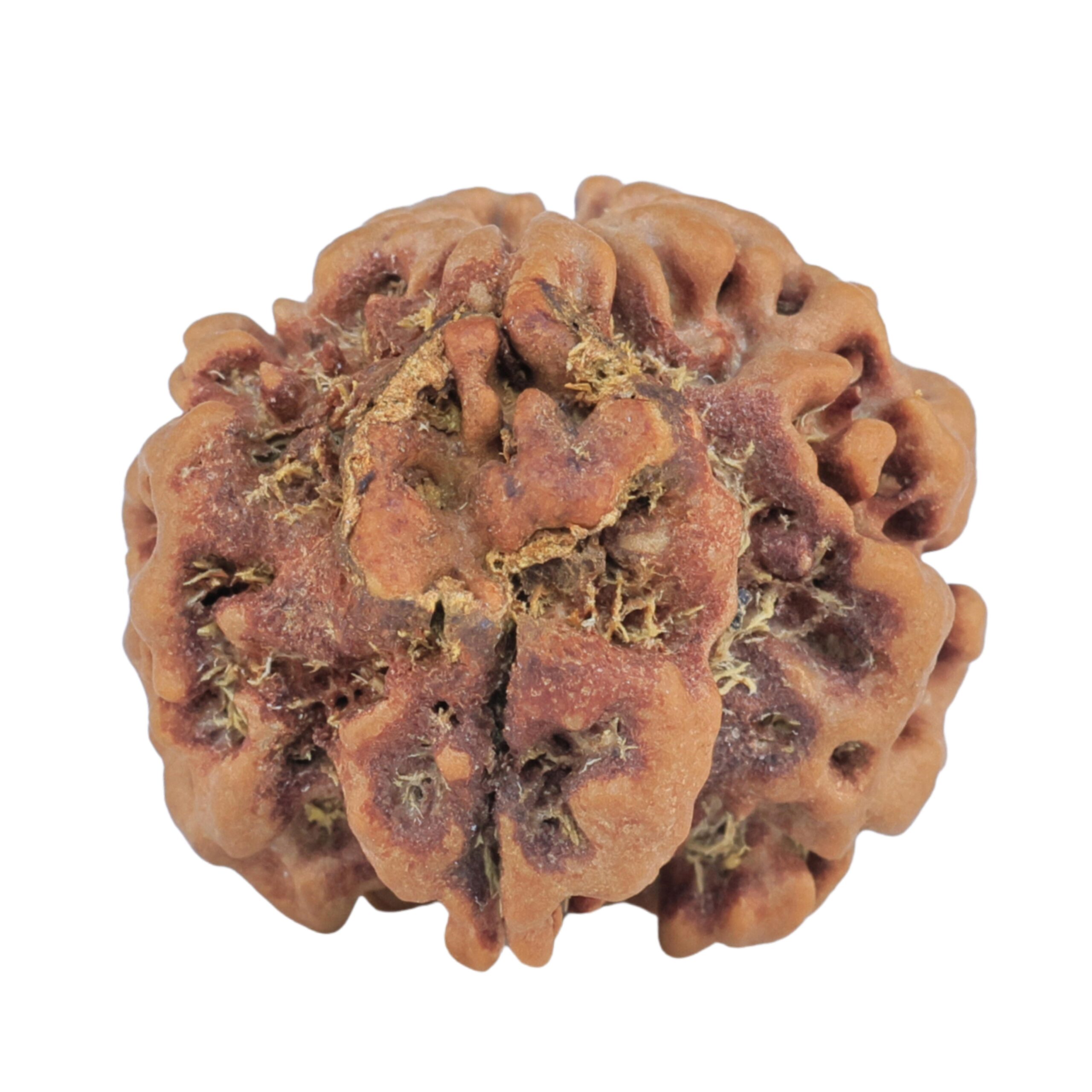 1MK(Underdeveloped) 22.5mm 3.93gm - Rudraksha