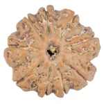 9 Mukhi Rudraksha 25.9mm 5.41gm - Rudraksha