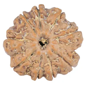 9 Mukhi Rudraksha 25.9mm 5.41gm - Rudraksha