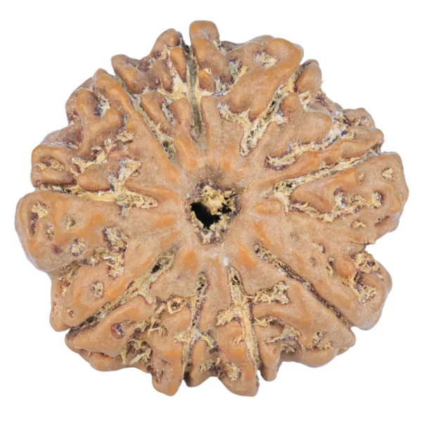 9 Mukhi Rudraksha 25.9mm 5.41gm - Rudraksha