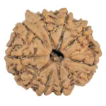 9 Mukhi Ganesh 24mm 3.64gm - Rudraksha