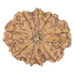 9 Mukhi Rudraksha 25.2mm 4.31gm - Rudraksha