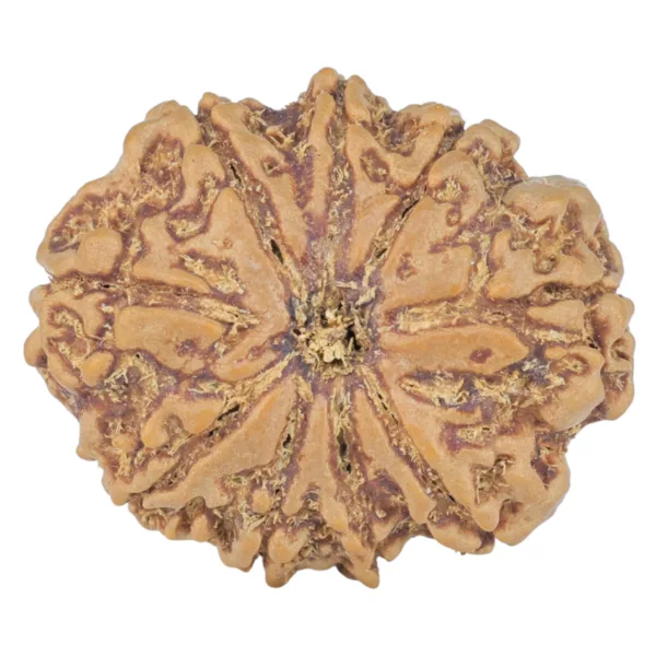 9 Mukhi Rudraksha 25.2mm 4.31gm - Rudraksha