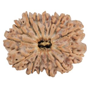 14 Mukhi Rudraksha 30.1mm 5.4gm - Rudraksha