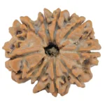 9 Mukhi Rudraksha 29mm 6.58gm - Rudraksha