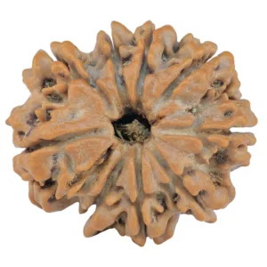9 Mukhi Rudraksha 29mm 6.58gm - Rudraksha