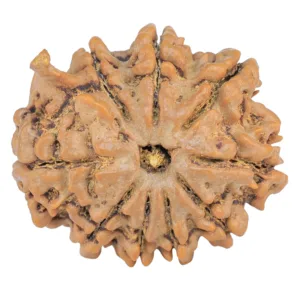9 Mukhi Ganesh 26.3mm 5gm - Rudraksha