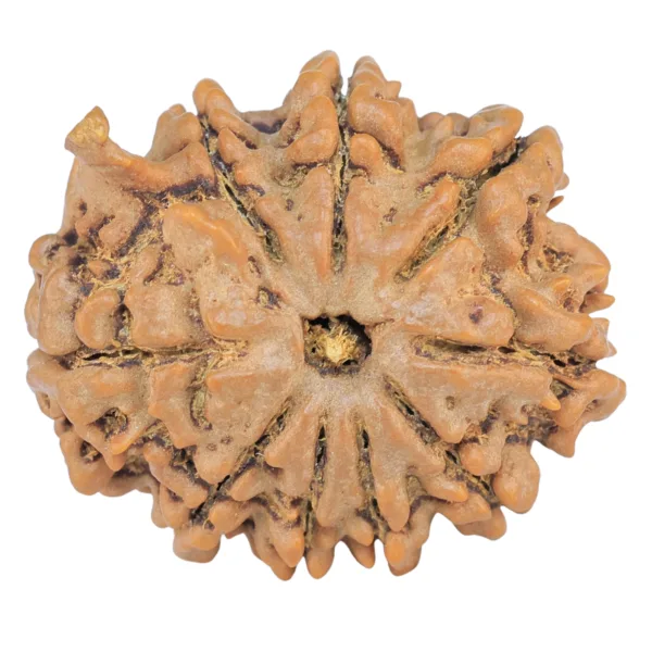 9 Mukhi Ganesh 26.3mm 5gm - Rudraksha