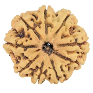 9 Mukhi Rudraksha 26.8mm 3.73gm - Rudraksha