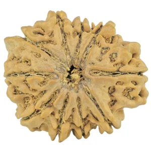 10 Mukhi Ganesh 26.4mm 4.74gm - Rudraksha