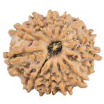13 Mukhi Rudraksha 22.3mm 2.79gm - Rudraksha