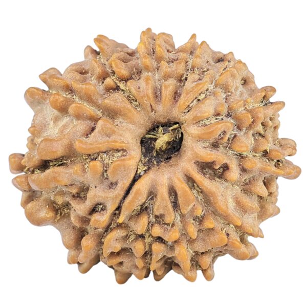 13 Mukhi Rudraksha 22.3mm 2.79gm - Rudraksha