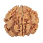 1MK(Underdeveloped) 23.1mm 4.14gm - Rudraksha