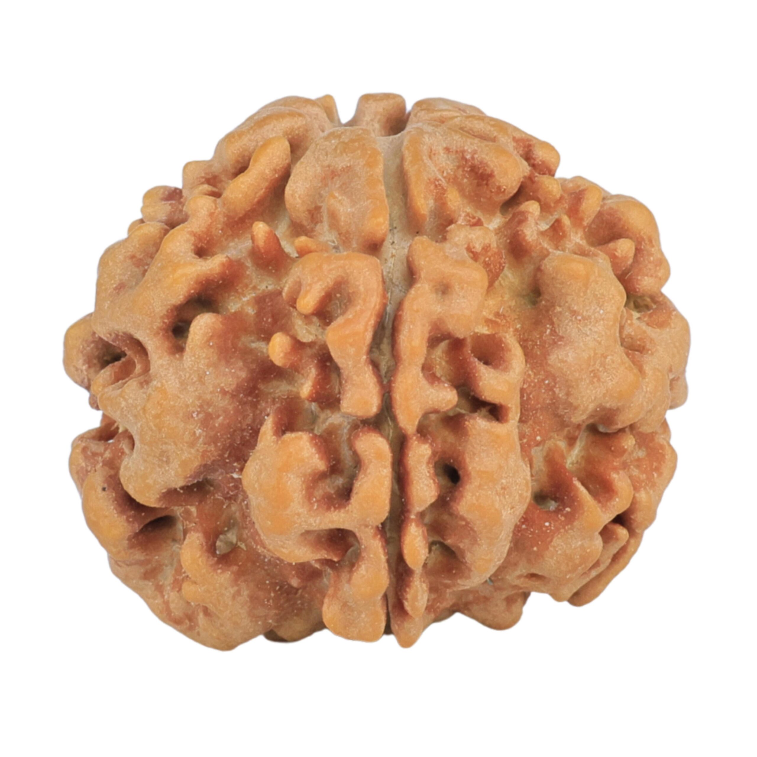 1MK(Underdeveloped) 23.1mm 4.14gm - Rudraksha
