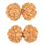 8 MK Gaurishankar 36.9mm 6.72gm - Rudraksha