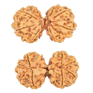 8 MK Gaurishankar 36.9mm 6.72gm - Rudraksha
