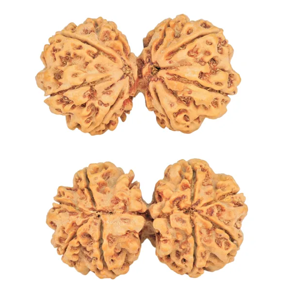 8 MK Gaurishankar 36.9mm 6.72gm - Rudraksha