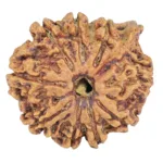 9 Mukhi Ganesh 24.2mm 3.31gm - Rudraksha