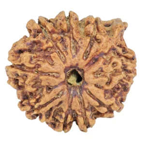9 Mukhi Ganesh 24.2mm 3.31gm - Rudraksha