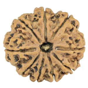9 Mukhi Rudraksha 26.8mm 4.41gm - Rudraksha