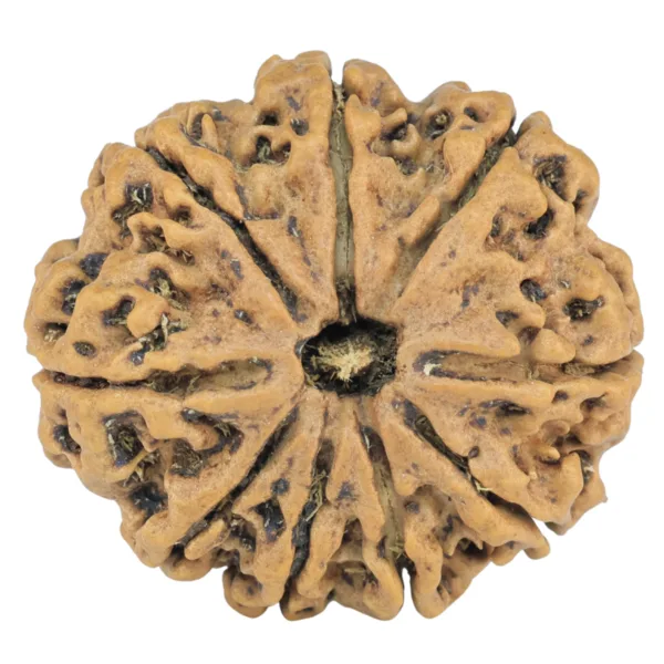 9 Mukhi Rudraksha 26.8mm 4.41gm - Rudraksha