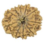 10 Mukhi Rudraksha 24.7mm 3.37gm - Rudraksha