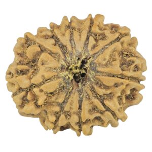 10 Mukhi Rudraksha 24.7mm 3.37gm - Rudraksha