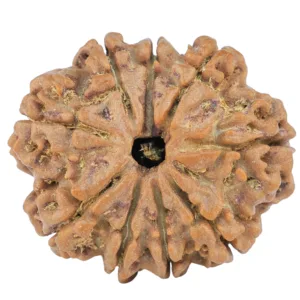9 Mukhi Rudraksha 26.3mm 4.65gm - Rudraksha