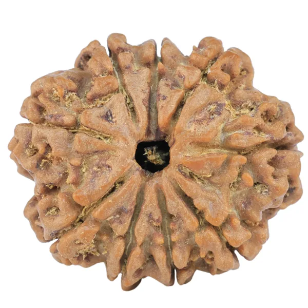 9 Mukhi Rudraksha 26.3mm 4.65gm - Rudraksha
