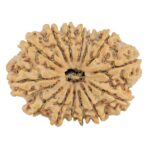 14 Mukhi Rudraksha 34.8mm 7.07gm - Rudraksha