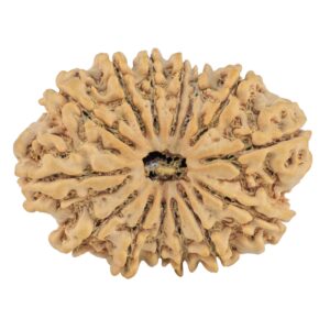 14 Mukhi Rudraksha 34.8mm 7.07gm - Rudraksha